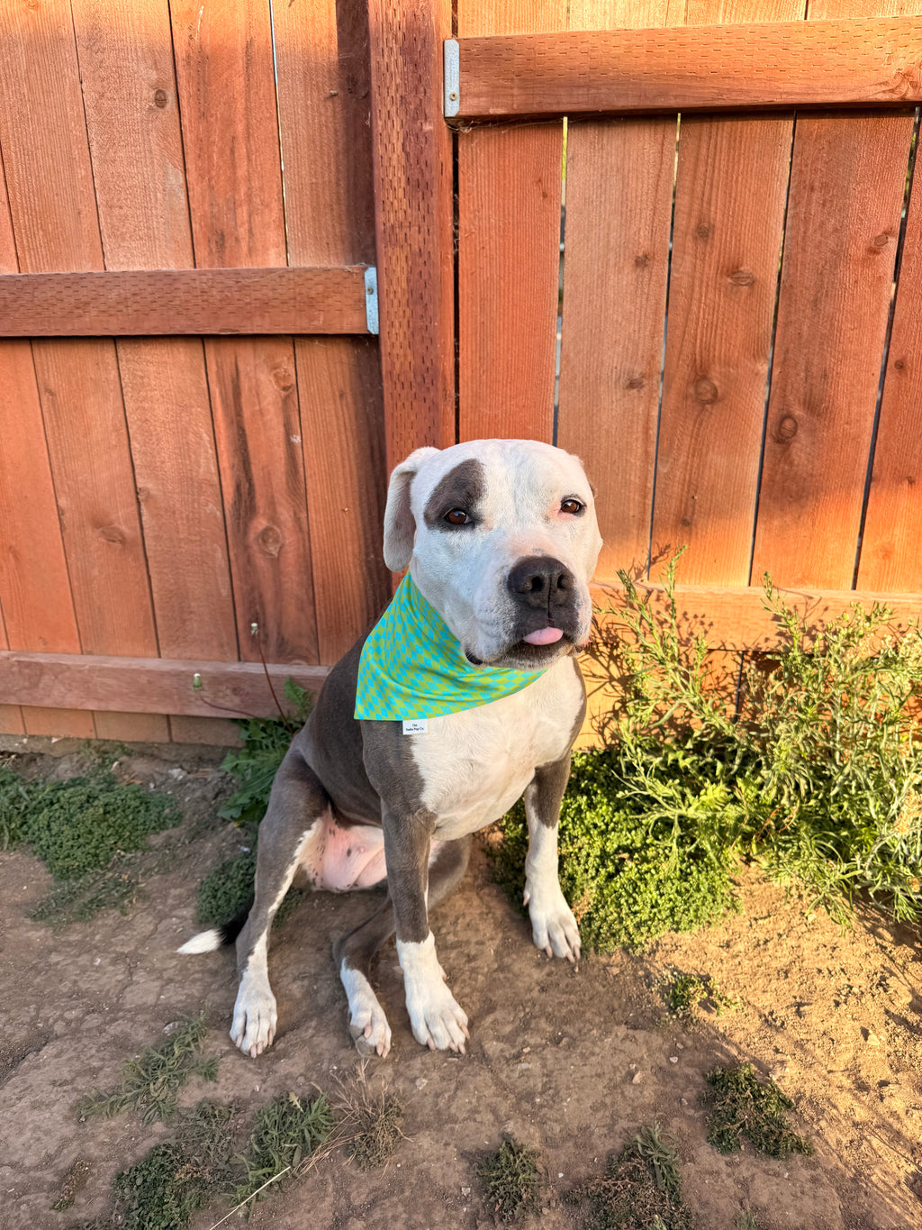 Lime Pop Bandana